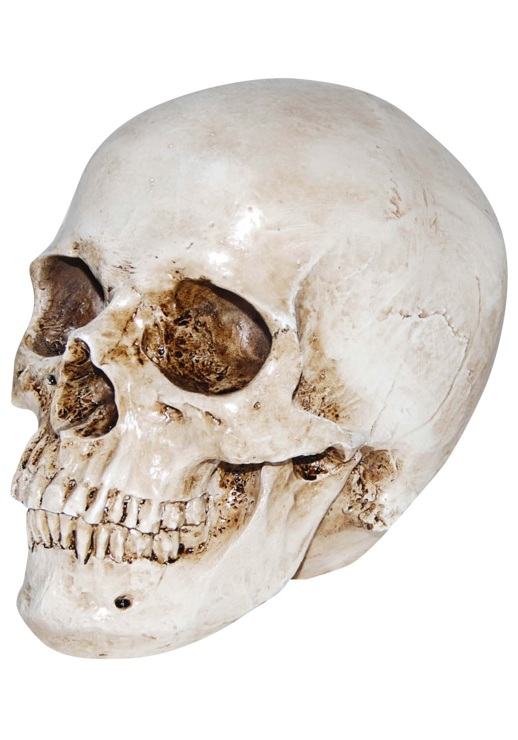 Deluxe Realistic Skull Prop