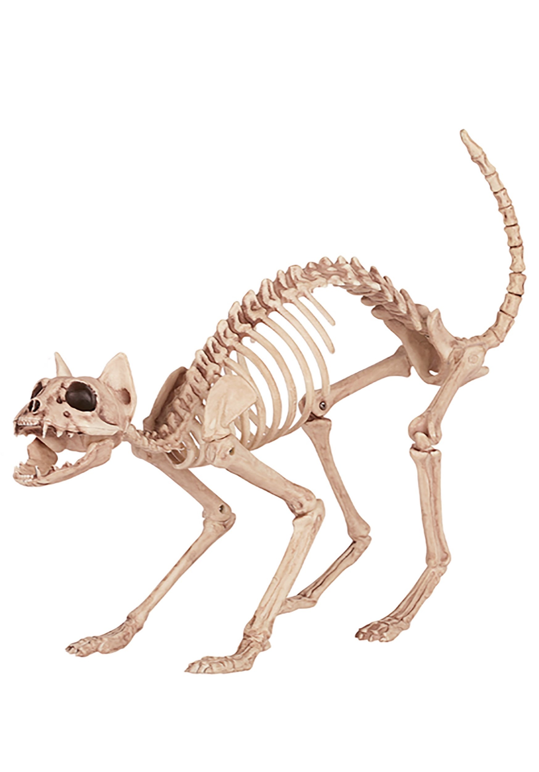 Real Domestic Cat Skeleton by Skulls Unlimited For Sale Skulls