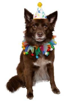Clown Pet Costume