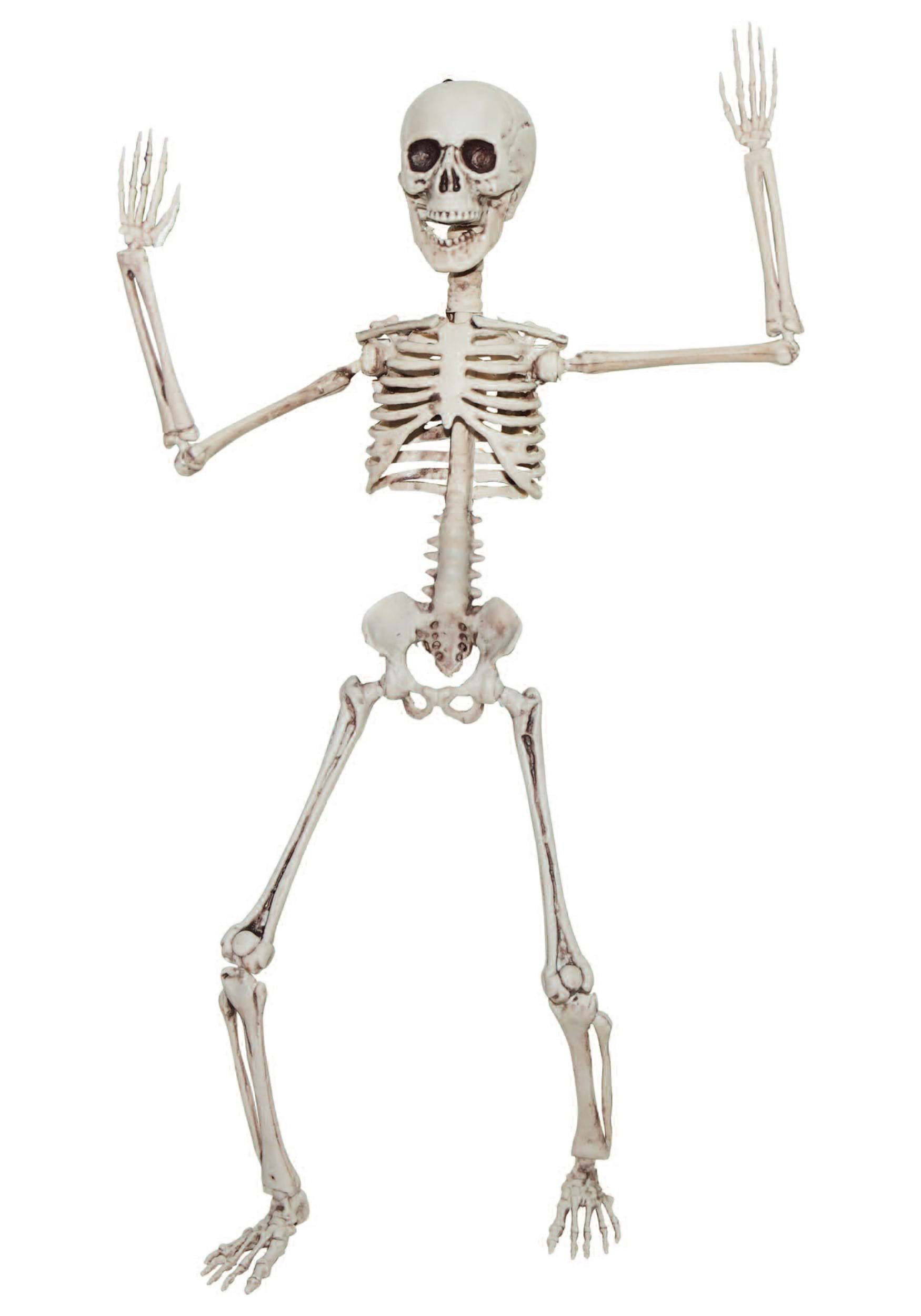 Poseable 20 Inch Skeleton Prop , Skeleton Decorations