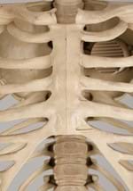 Giant 8' Animated Skeleton Decoration Alt 4